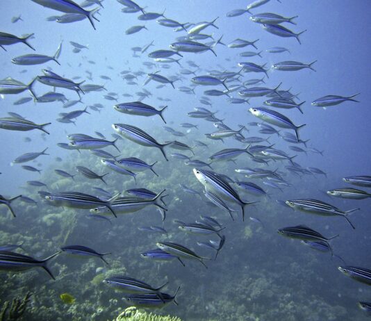 해수부, 고수온·빈산소수괴 피해 어가 203억 원 추가 지원