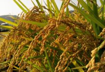 “10월 중순까지 원료곡 부족 우려”…정부양곡 2만 5000톤 추가 공급