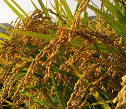 “10월 중순까지 원료곡 부족 우려”…정부양곡 2만 5000톤 추가 공급